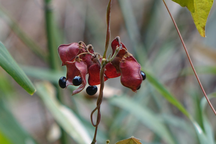 �g�L���}��